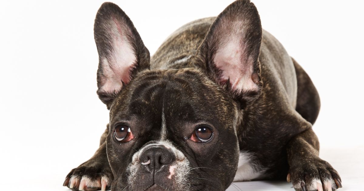 French Bulldog Behavior Problems